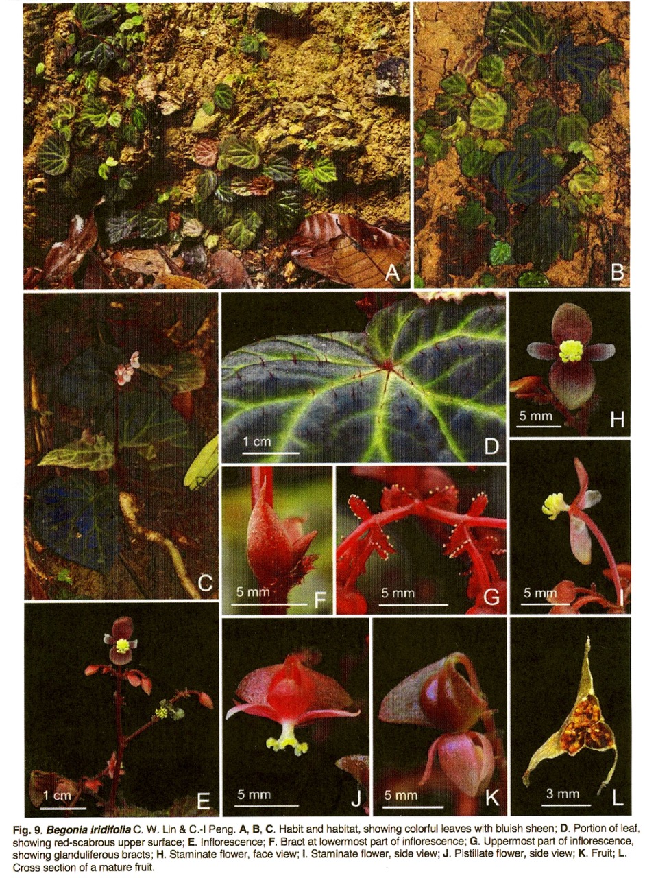B. iridifolia
